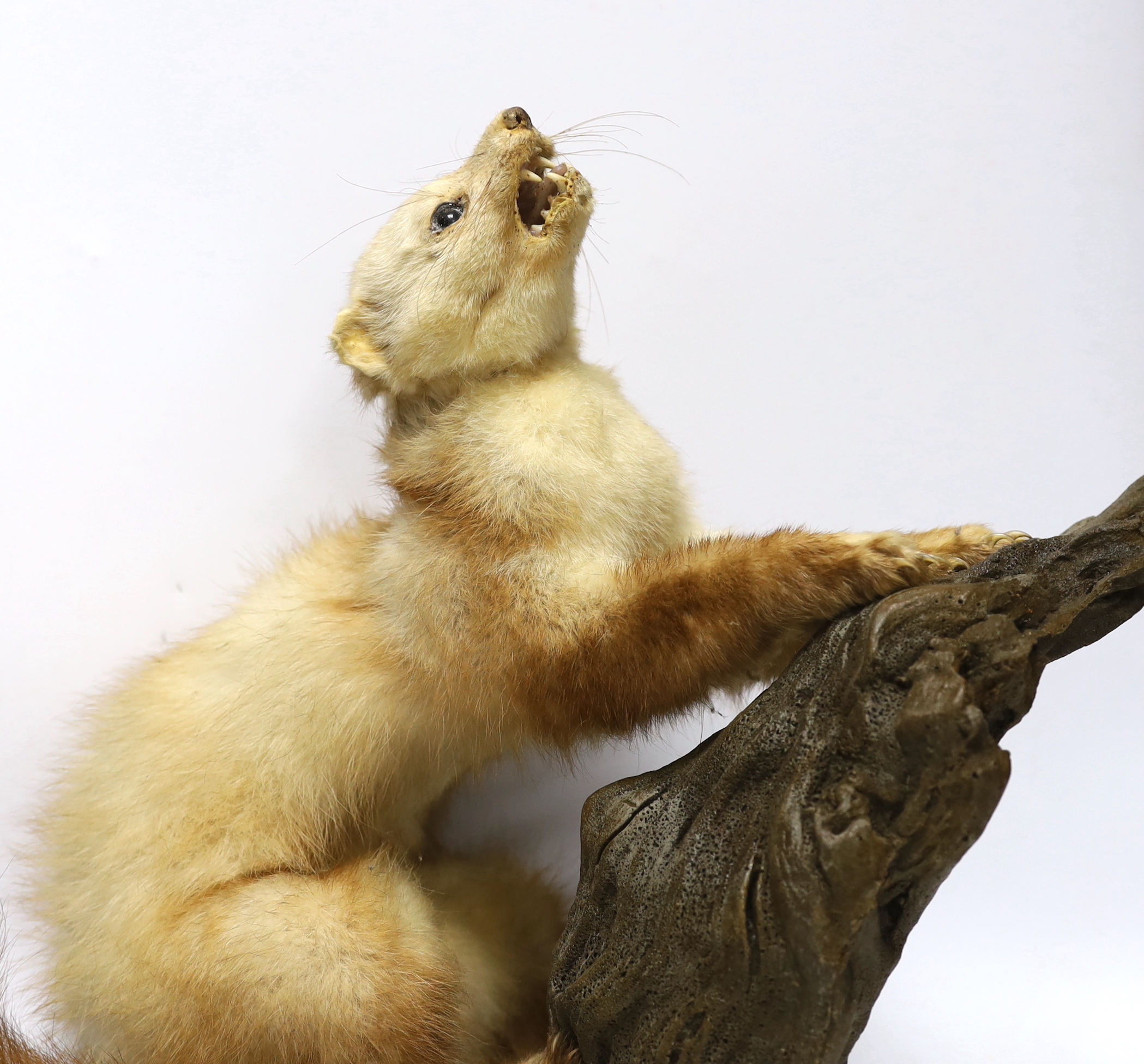 A taxidermy ferret on branch, 46cm wide